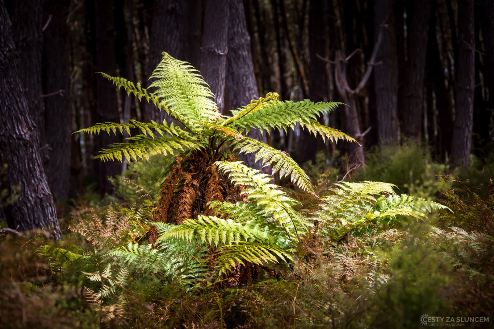 Přírodní geotermální park Wai-O-Tapu u města Rotorua. - Ladislav Hanousek, Nový Zéland - Severní ostrov