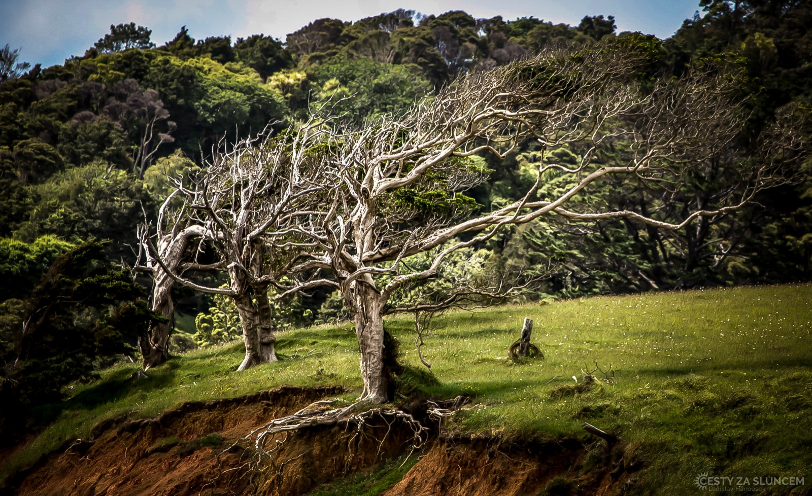 Kaimanawa Forest Park - Ladislav Hanousek, Nový Zéland - Severní ostrov