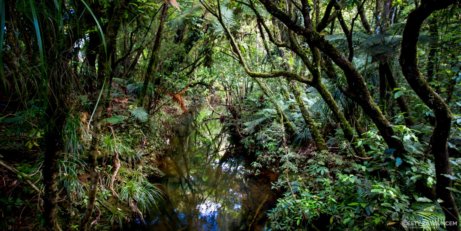Kaimanawa Forest Park - Ladislav Hanousek, Nový Zéland - Severní ostrov