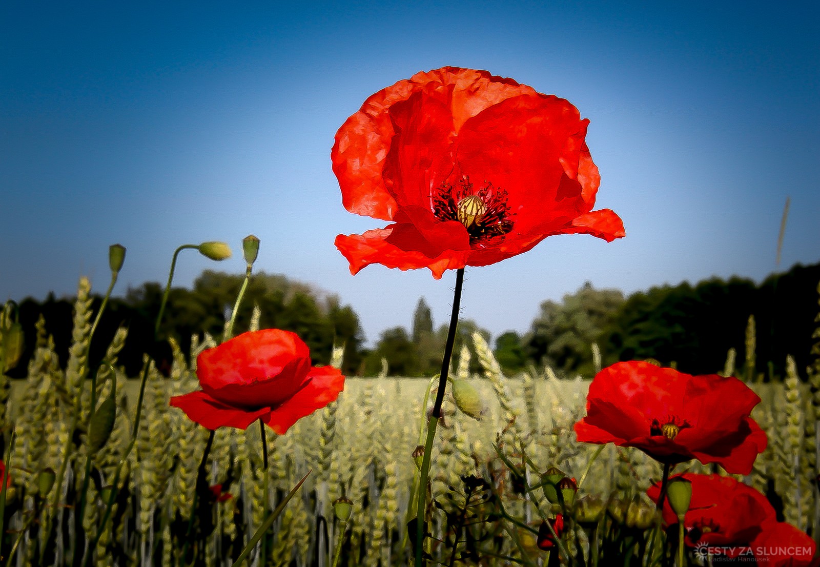  - Ladislav Hanousek, Flora