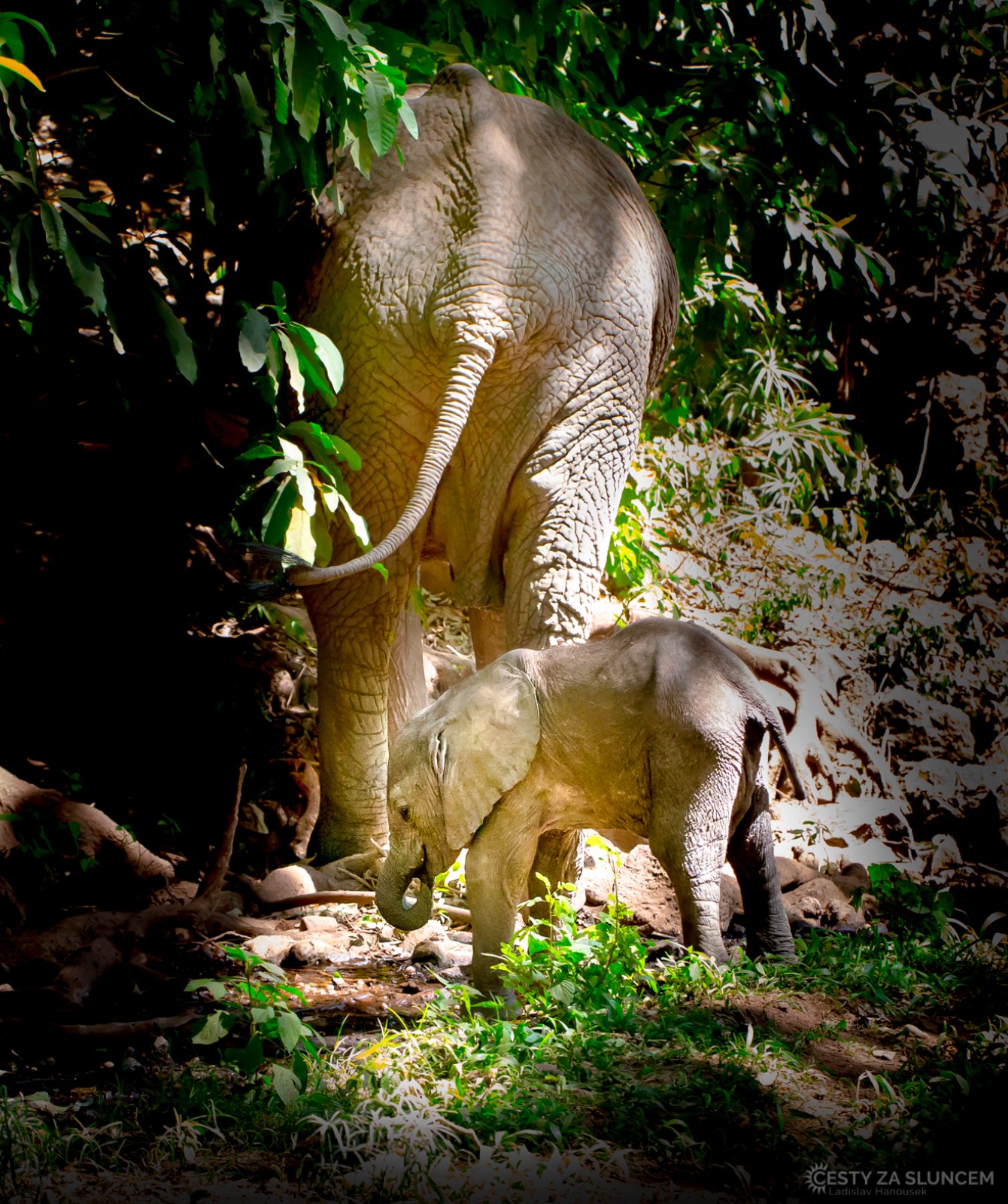 Tanzánie 2017 - národní park Tarangire - Ladislav Hanousek, Mláďata