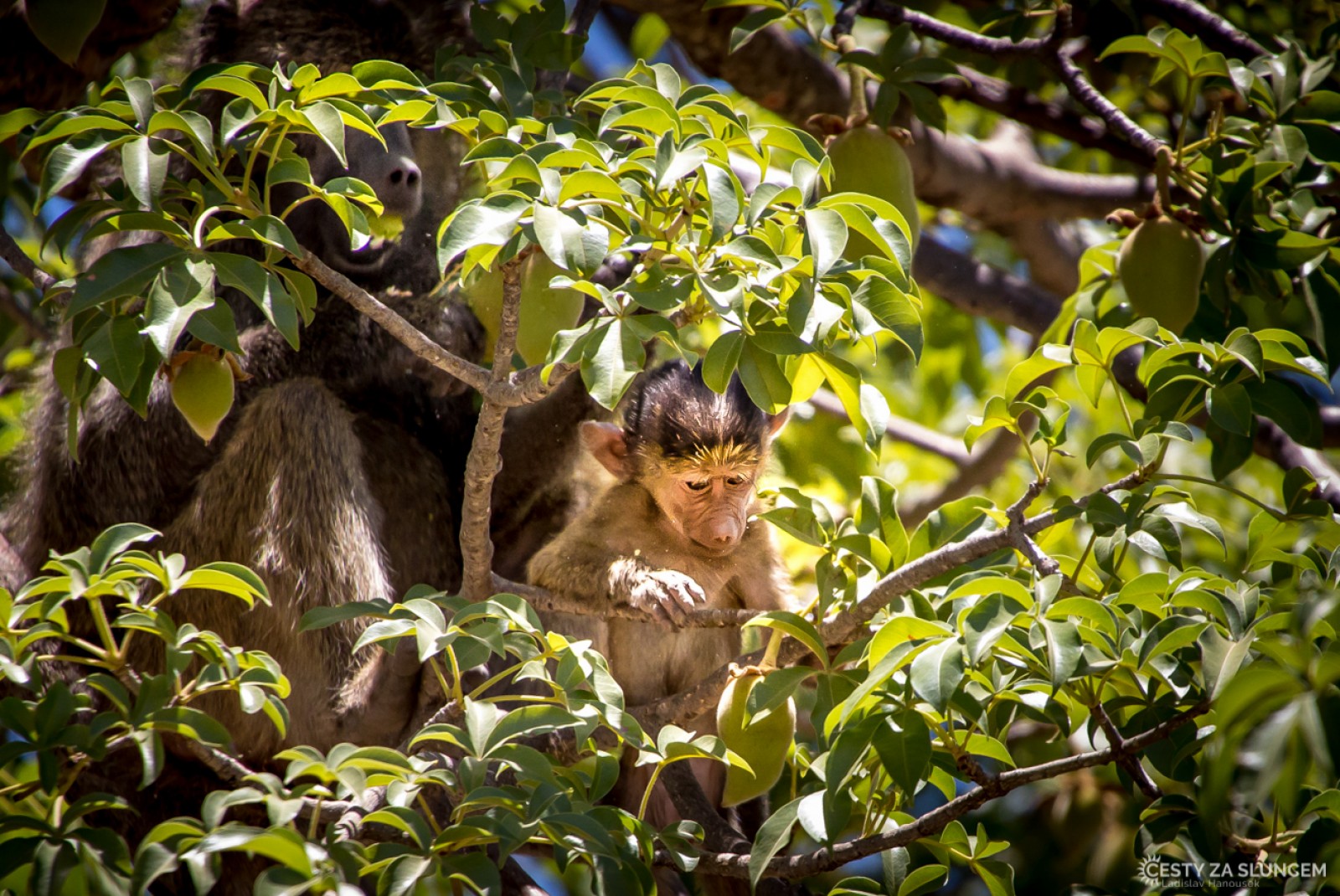 Tanzánie 2017 - národní park Tarangire - Ladislav Hanousek, Mláďata