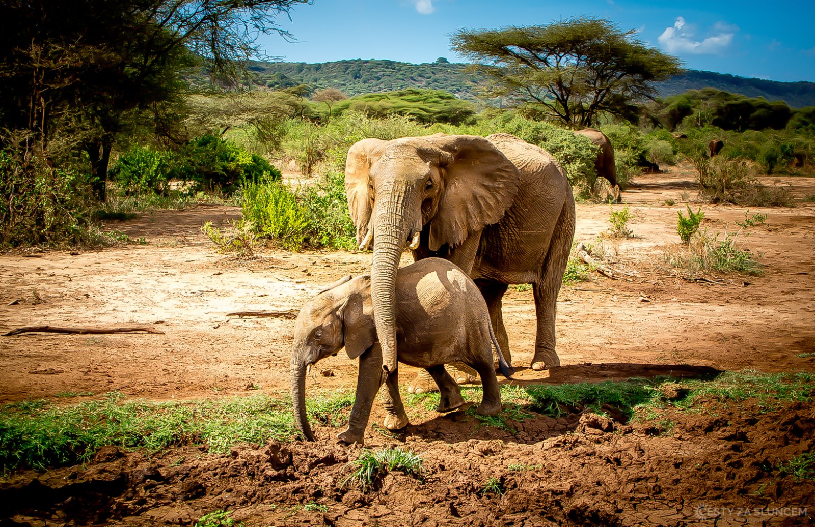 Tanzánie 2017 - národní park Tarangire - Ladislav Hanousek, Mláďata