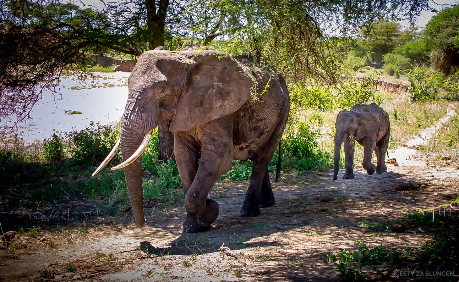 Tanzánie 2017 - národní park Tarangire - Ladislav Hanousek, Mláďata