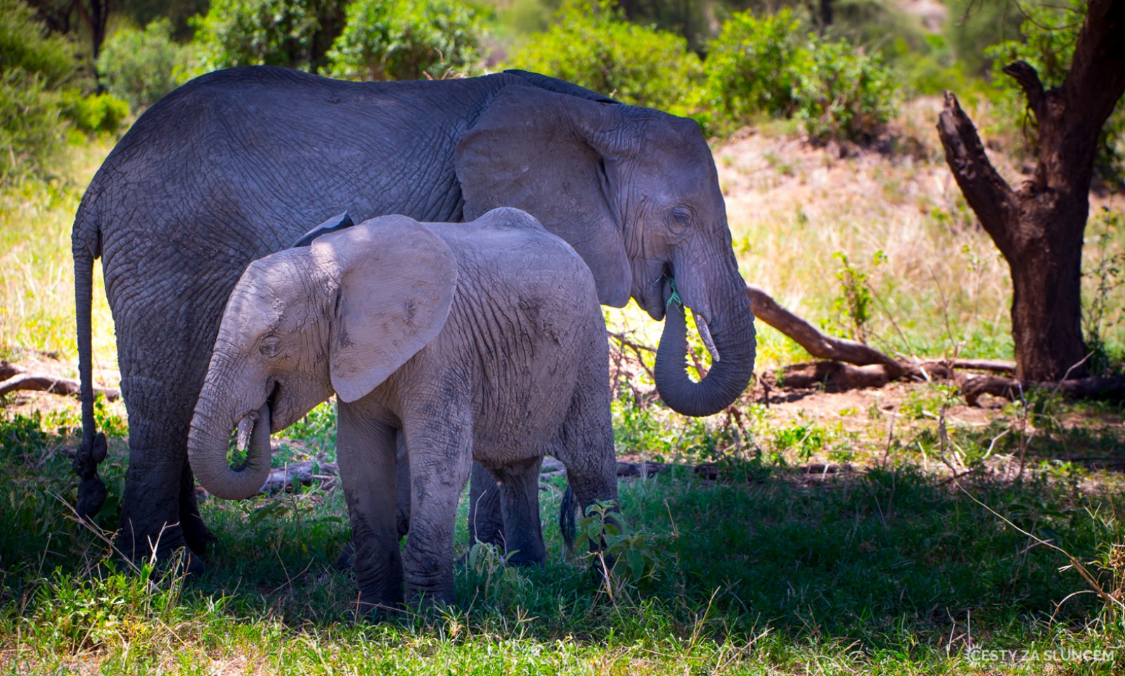 Tanzánie 2017 - národní park Tarangire - Ladislav Hanousek, Mláďata