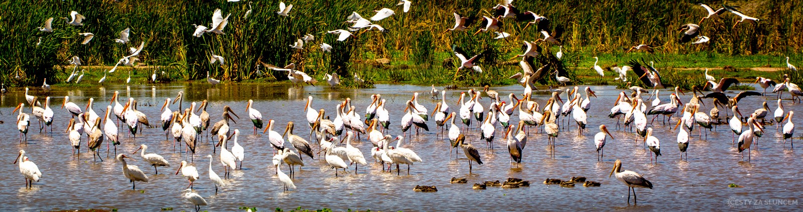  - Ladislav Hanousek, Lake Manyara National Park