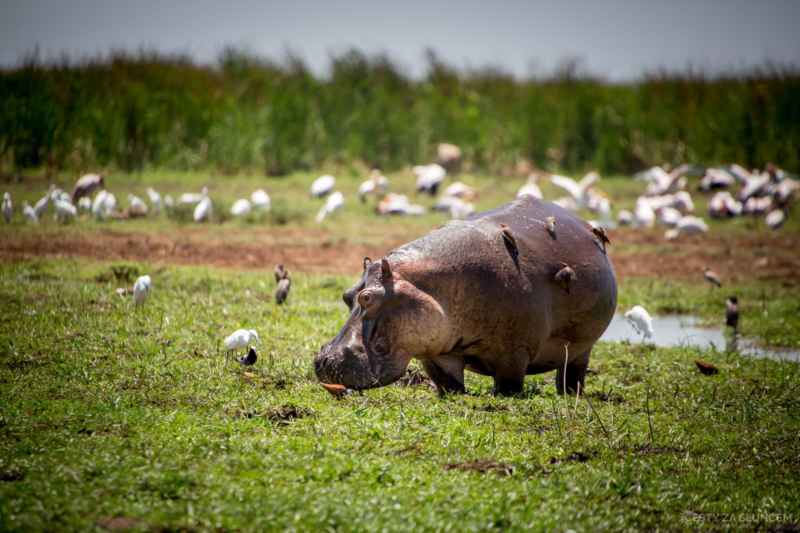  - Ladislav Hanousek, Lake Manyara National Park