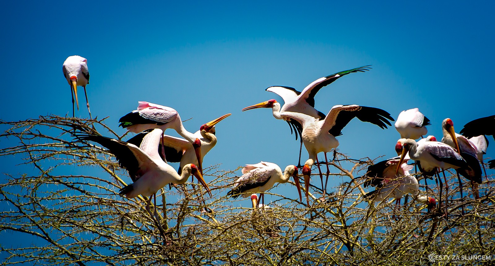 - Ladislav Hanousek, Lake Manyara National Park