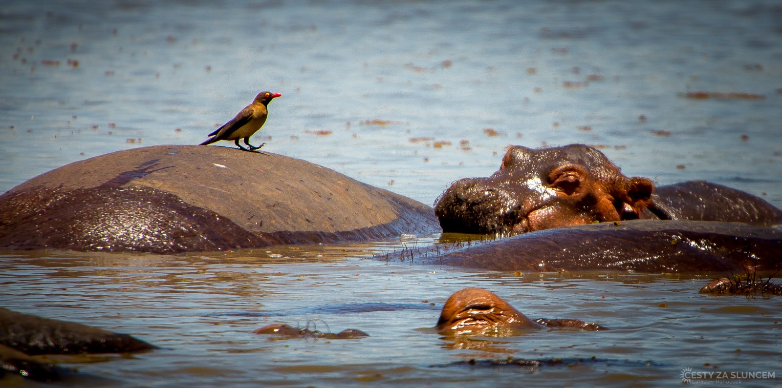  - Ladislav Hanousek, Lake Manyara National Park