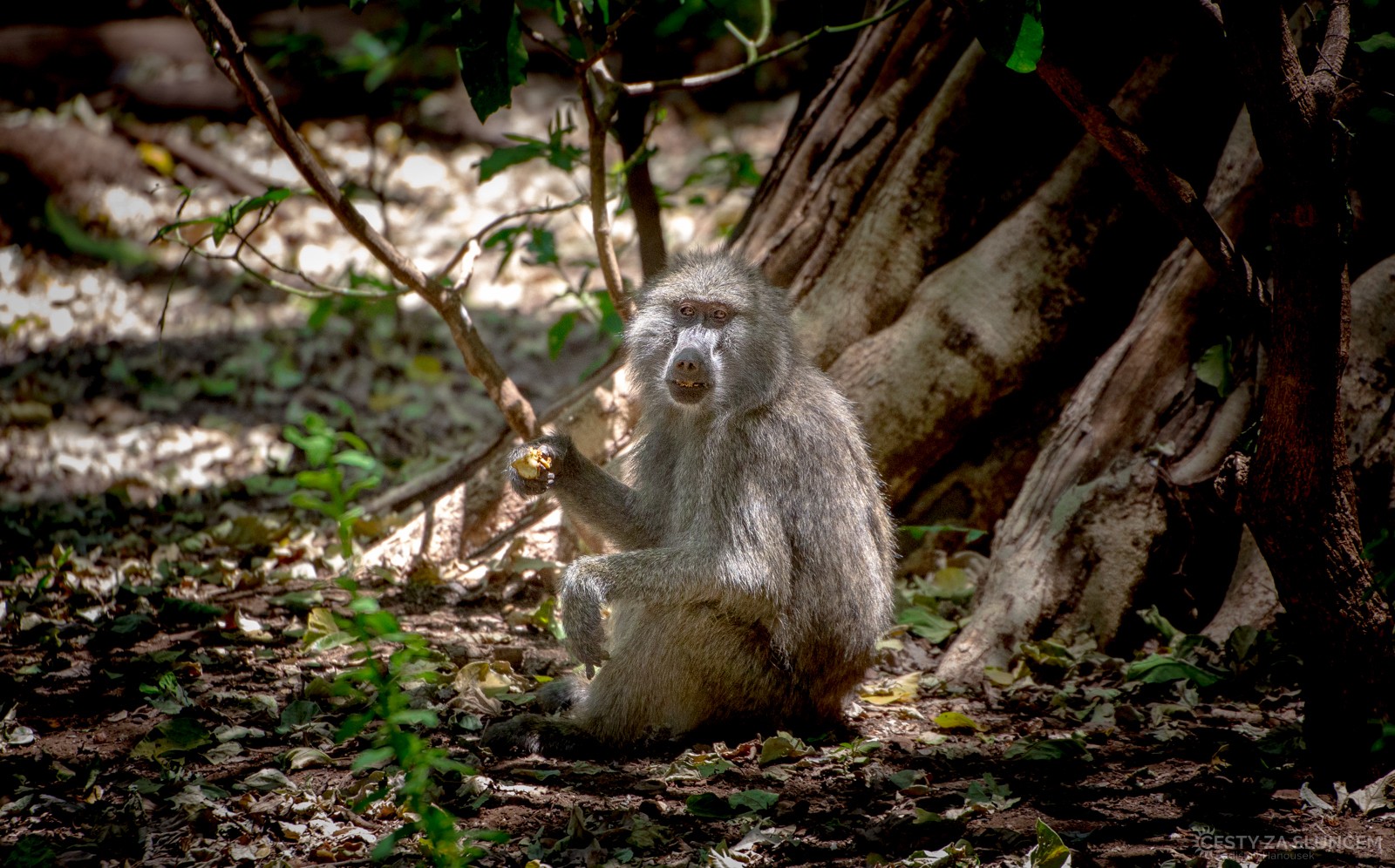  - Ladislav Hanousek, Lake Manyara National Park