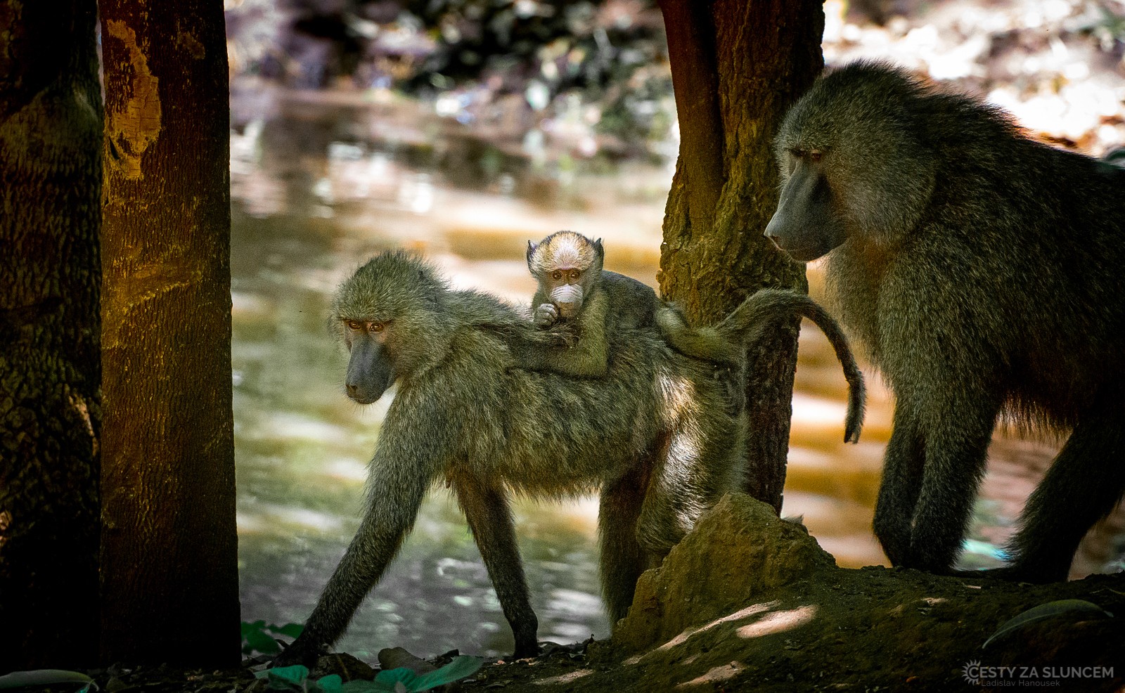  - Ladislav Hanousek, Lake Manyara National Park
