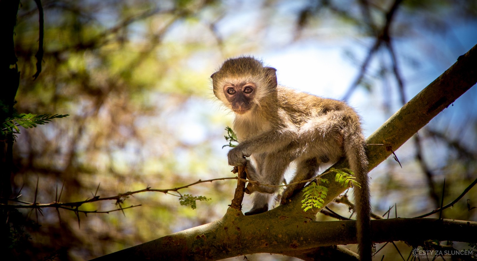  - Ladislav Hanousek, Lake Manyara National Park