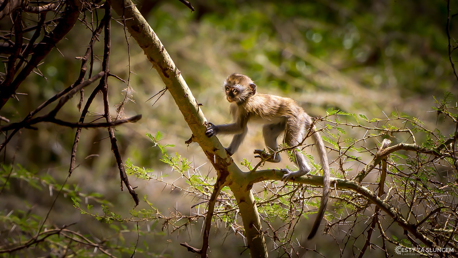  - Ladislav Hanousek, Lake Manyara National Park
