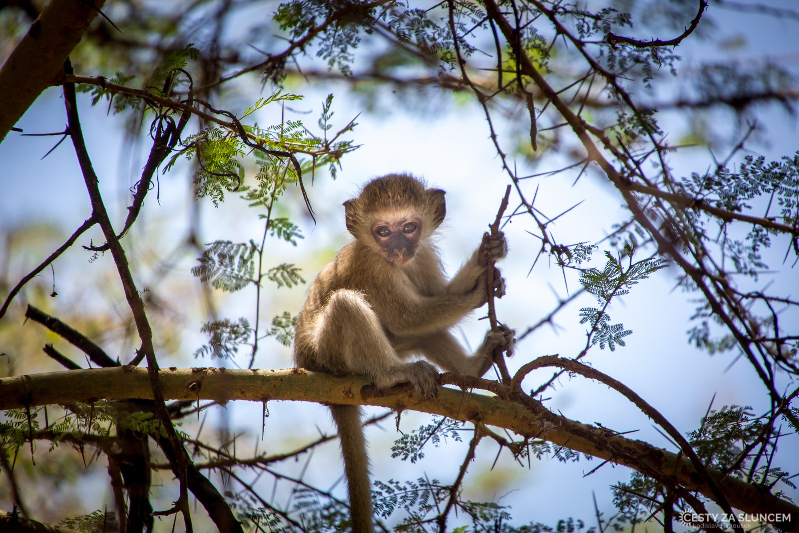  - Ladislav Hanousek, Lake Manyara National Park