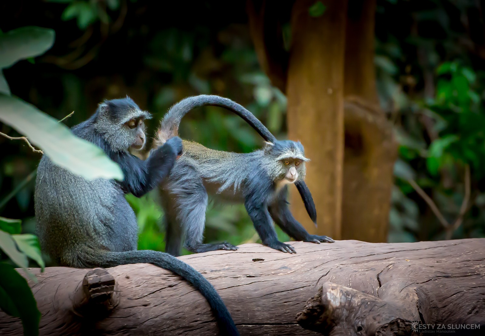  - Ladislav Hanousek, Lake Manyara National Park