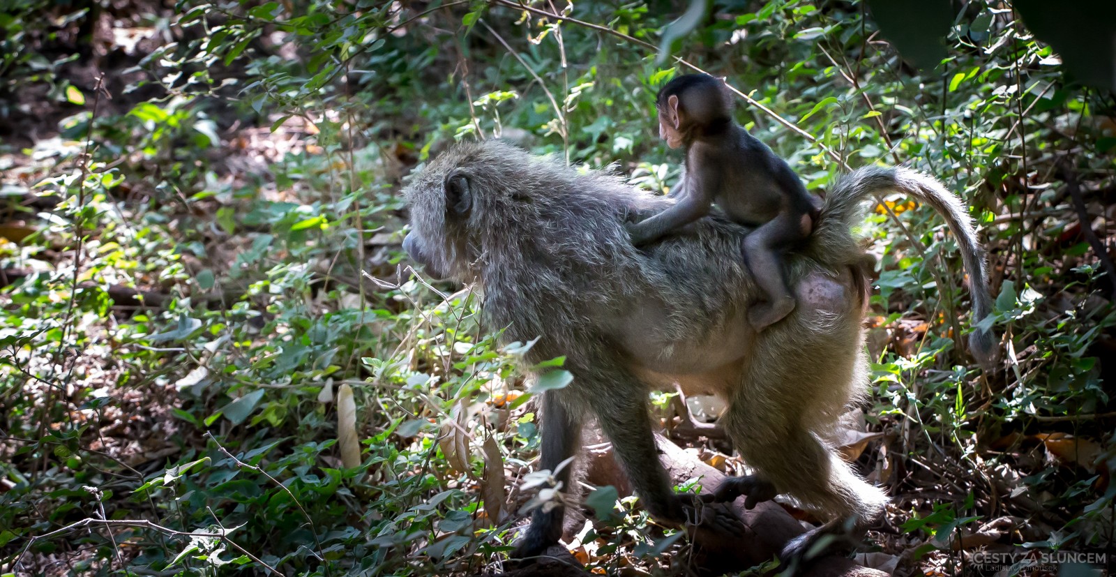  - Ladislav Hanousek, Lake Manyara National Park