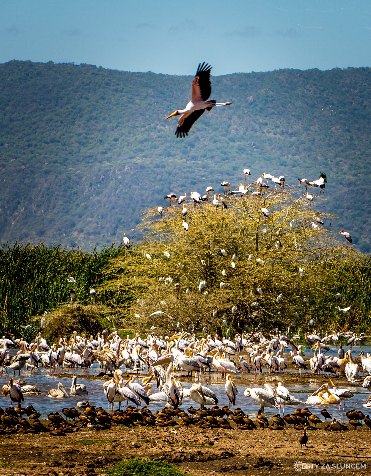  - Ladislav Hanousek, Lake Manyara National Park