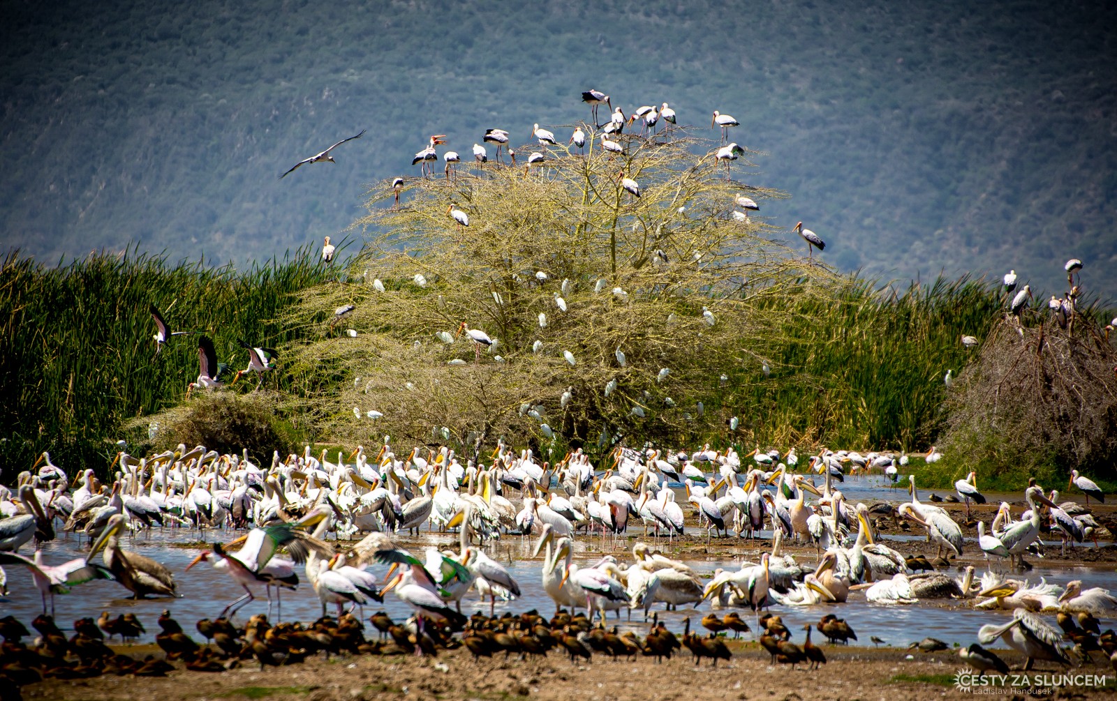  - Ladislav Hanousek, Lake Manyara National Park