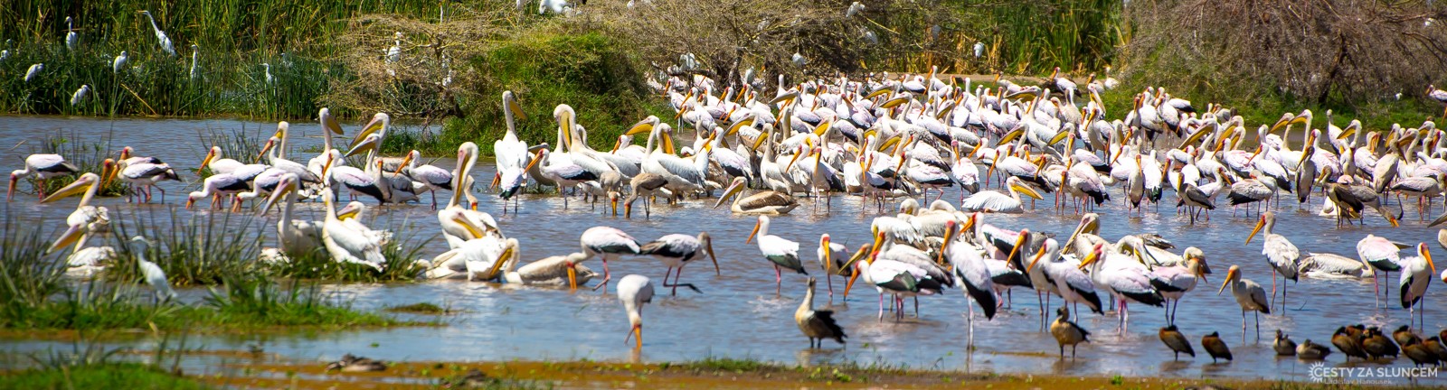  - Ladislav Hanousek, Lake Manyara National Park