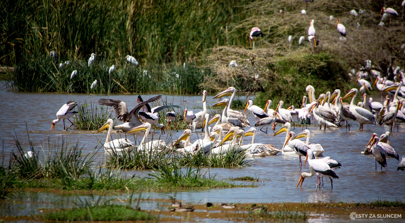  - Ladislav Hanousek, Lake Manyara National Park