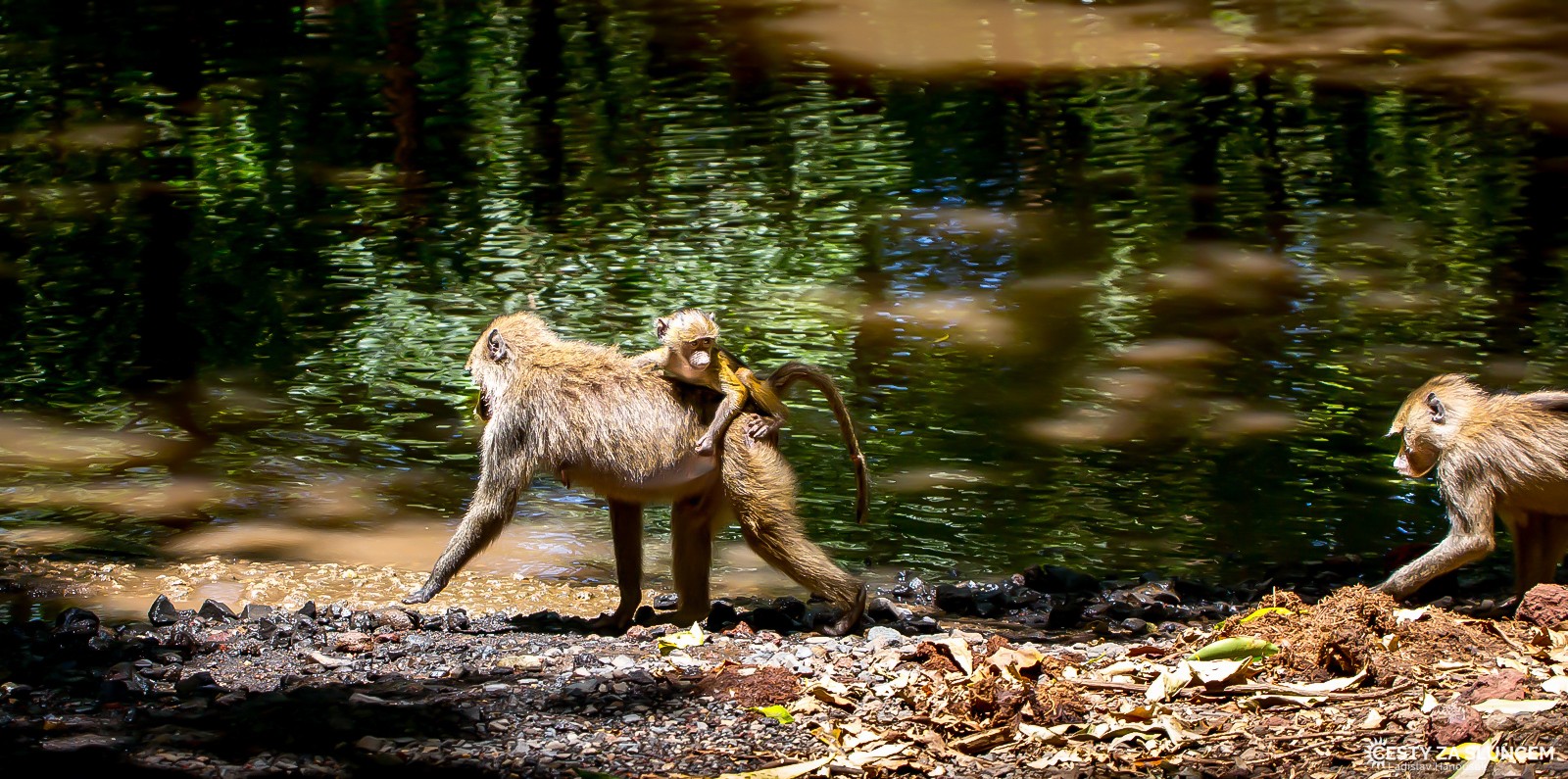  - Ladislav Hanousek, Lake Manyara National Park