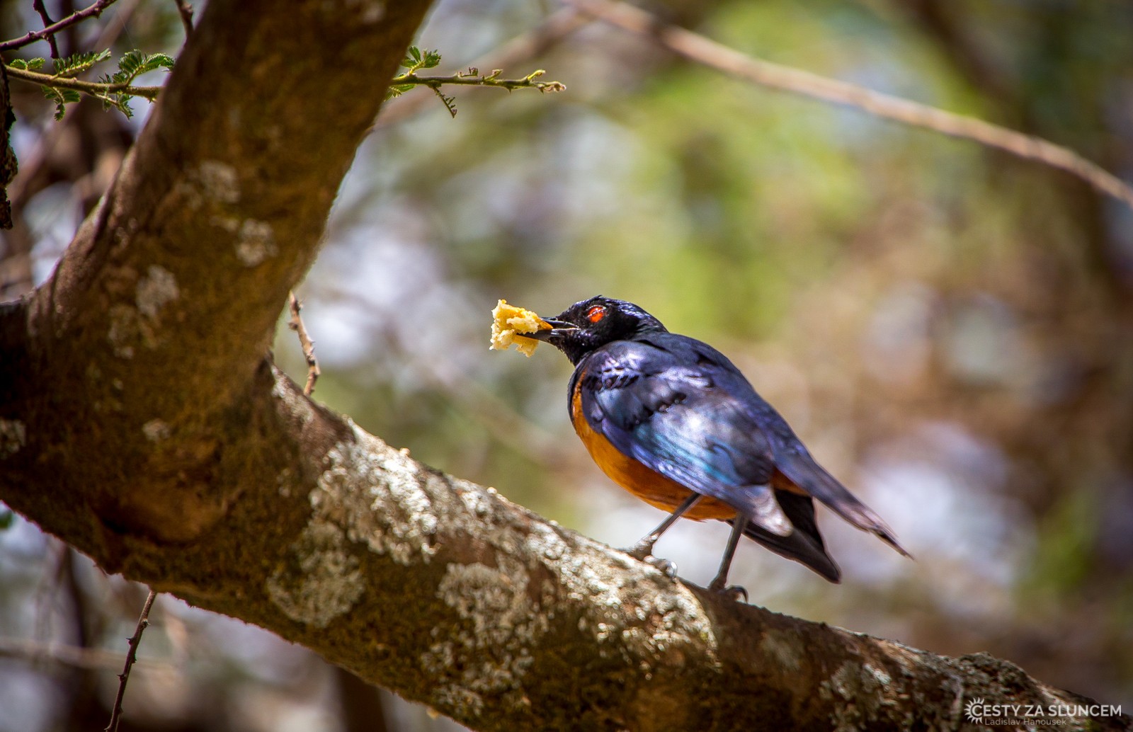 Ngorongo National Park - Ladislav Hanousek, Ngorongo National Park