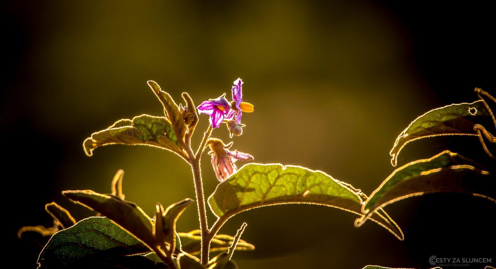 Ngorongo National Park - Ladislav Hanousek, Ngorongo National Park