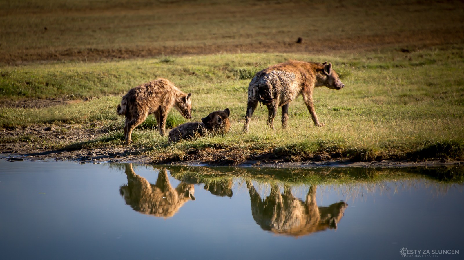 Hyena skvrnitá je z celé čeledi hyenovitých nejagresívnější. Po úspěšném lovu dovede spořádat množství potravy, které svým objemem dosahuje až třetinu její váhy. - Ladislav Hanousek, Ngorongo National Park