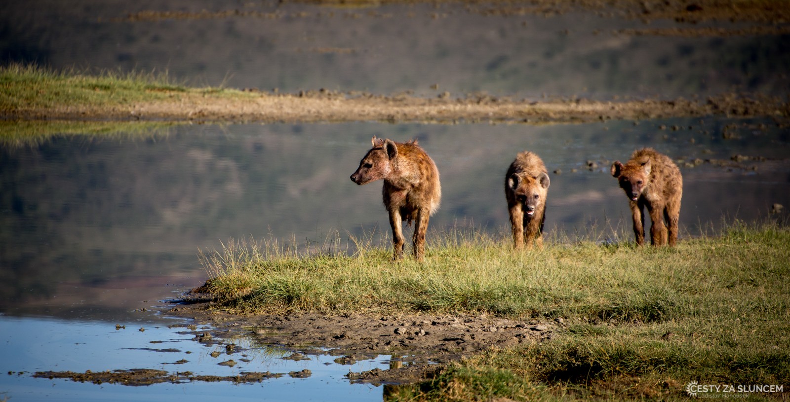 Ngorongo National Park - hyeny u jezera Magadi. - Ladislav Hanousek, Ngorongo National Park
