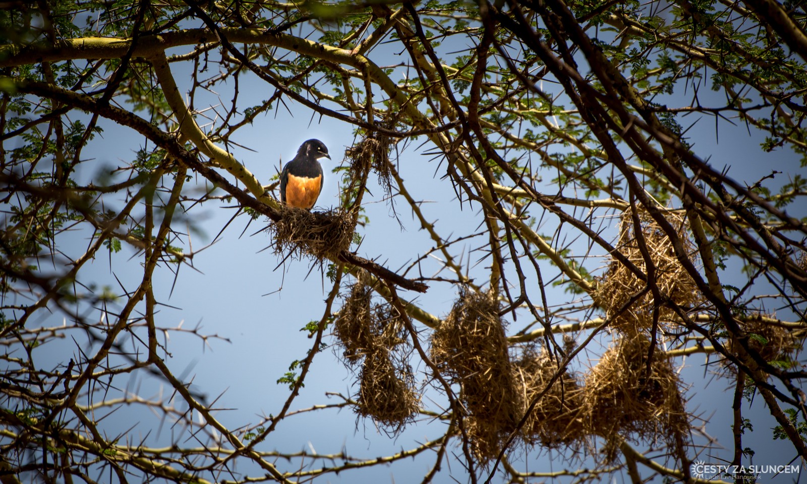 Ngorongo National Park - Ladislav Hanousek, Ngorongo National Park