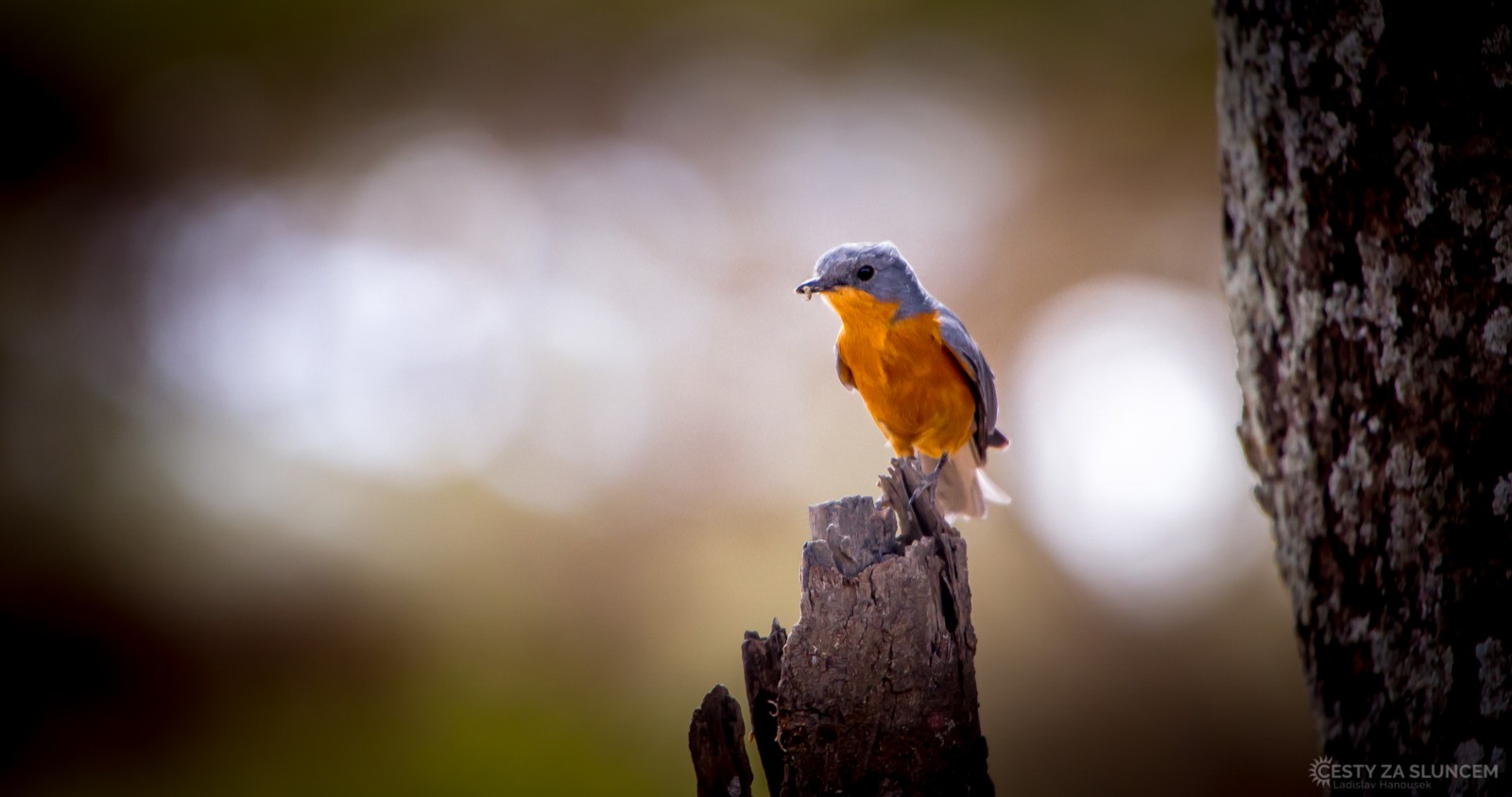 Ngorongo National Park - Ladislav Hanousek, Ngorongo National Park