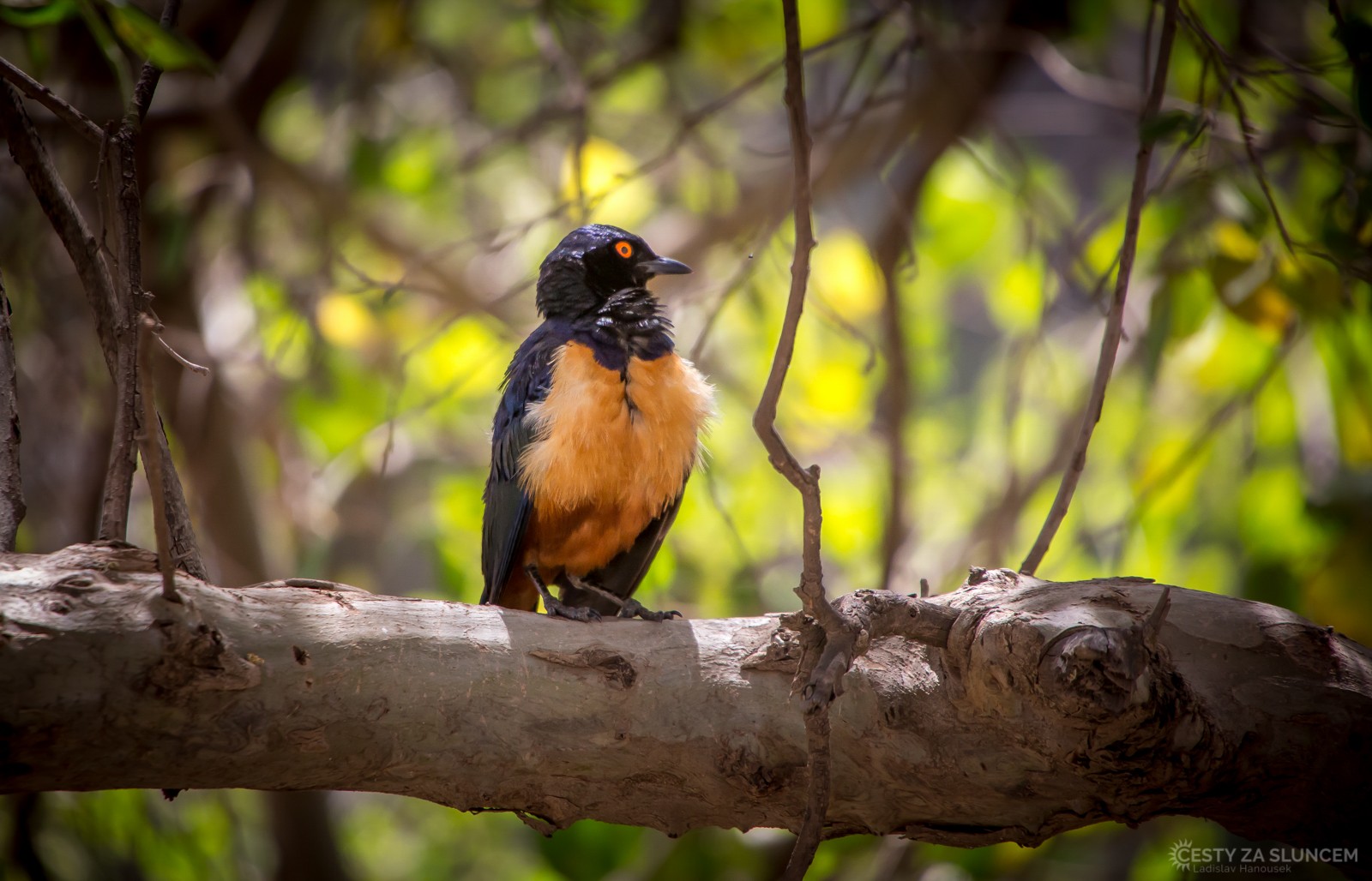 Ngorongo National Park - Ladislav Hanousek, Ngorongo National Park