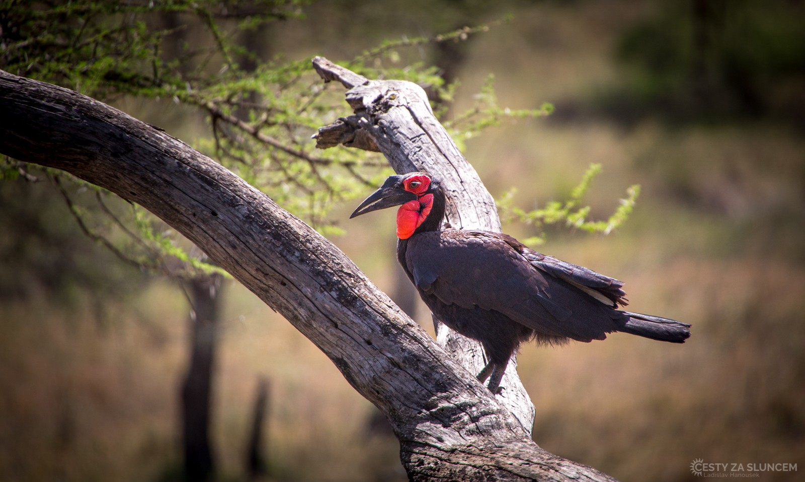 Ngorongo National Park - Ladislav Hanousek, Ngorongo National Park