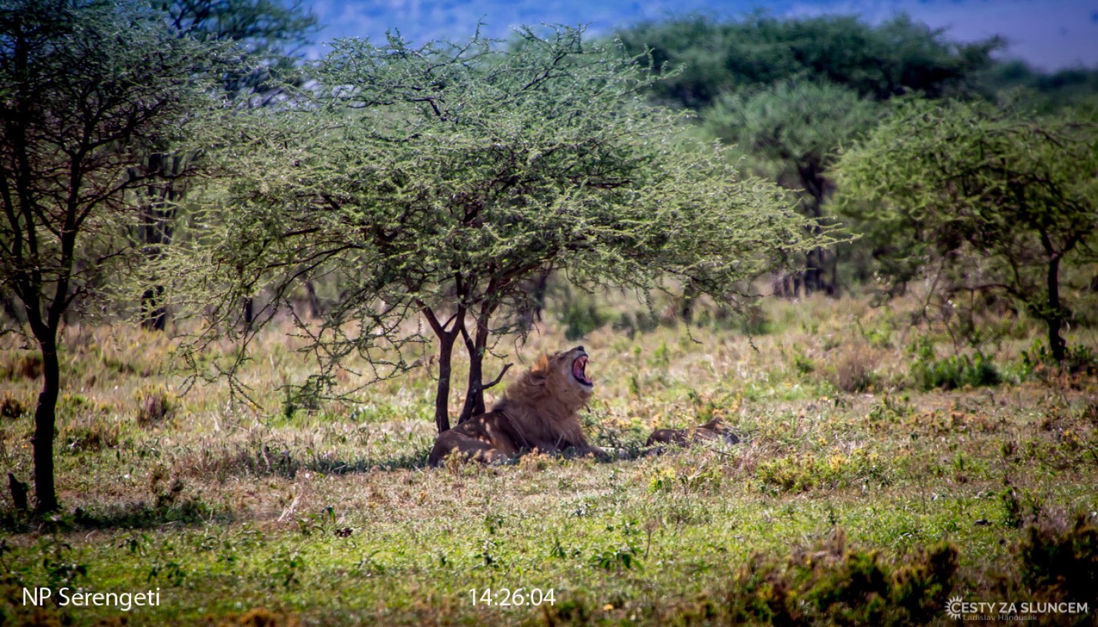Serengeti National Park - Ladislav Hanousek, Serengeti National Park
