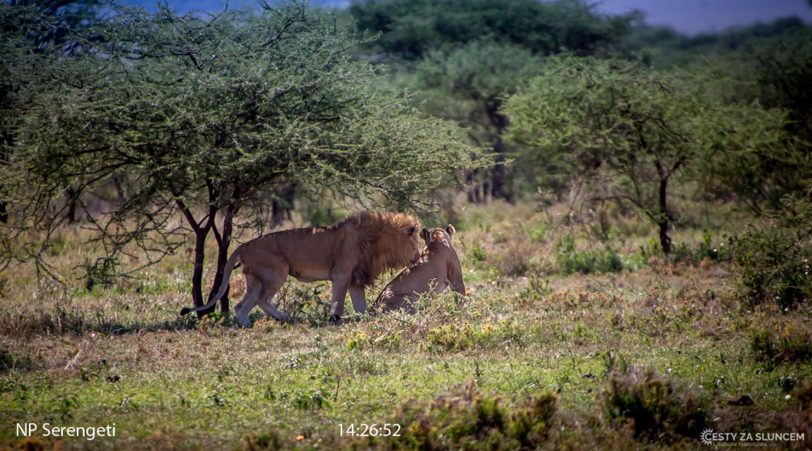 Serengeti National Park - Ladislav Hanousek, Serengeti National Park
