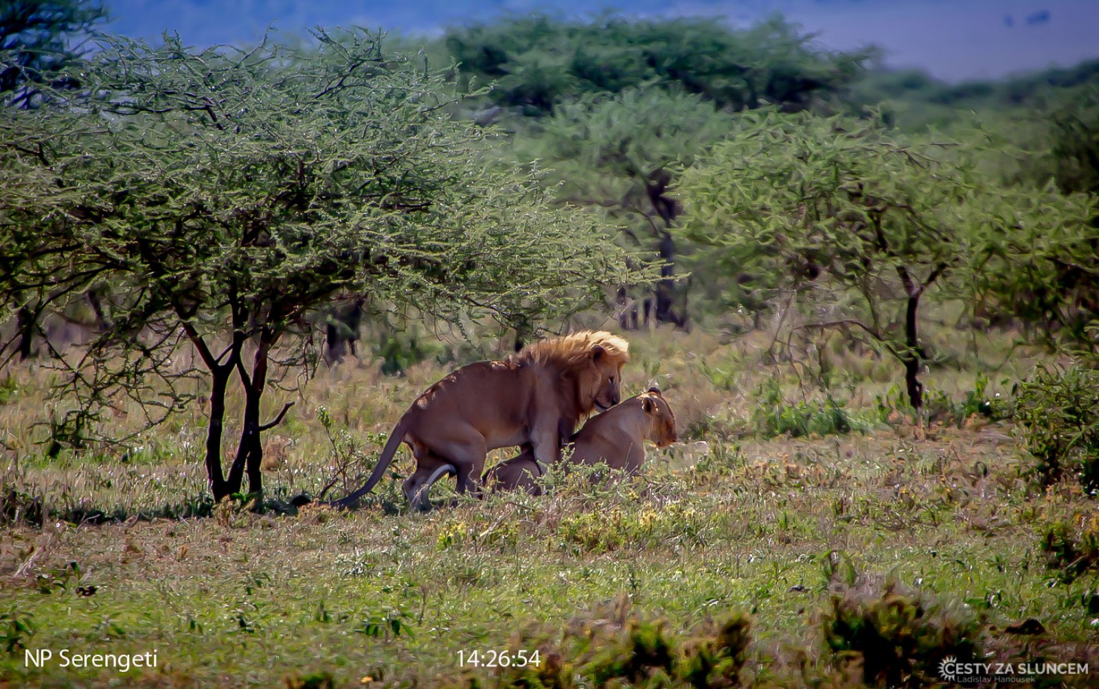Serengeti National Park - Ladislav Hanousek, Serengeti National Park