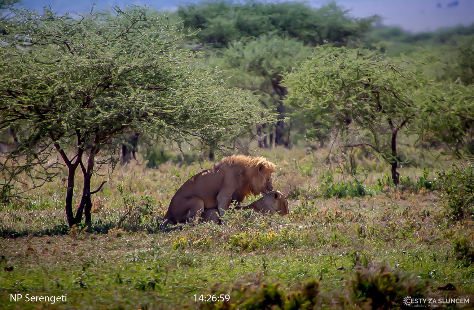 Serengeti National Park - Ladislav Hanousek, Serengeti National Park