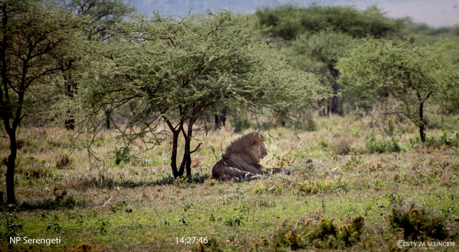 Serengeti National Park - Ladislav Hanousek, Serengeti National Park