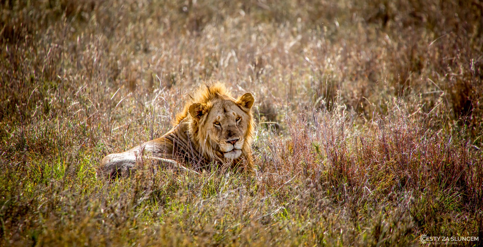 Serengeti National Park - Ladislav Hanousek, Serengeti National Park