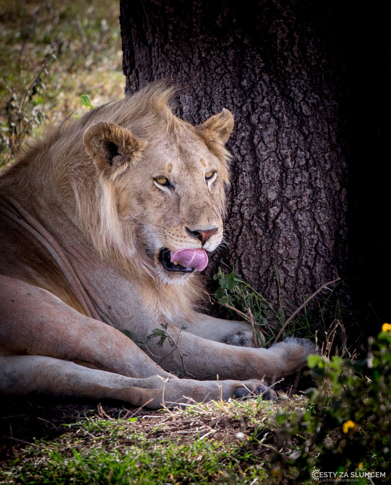 Serengeti National Park - Ladislav Hanousek, Serengeti National Park