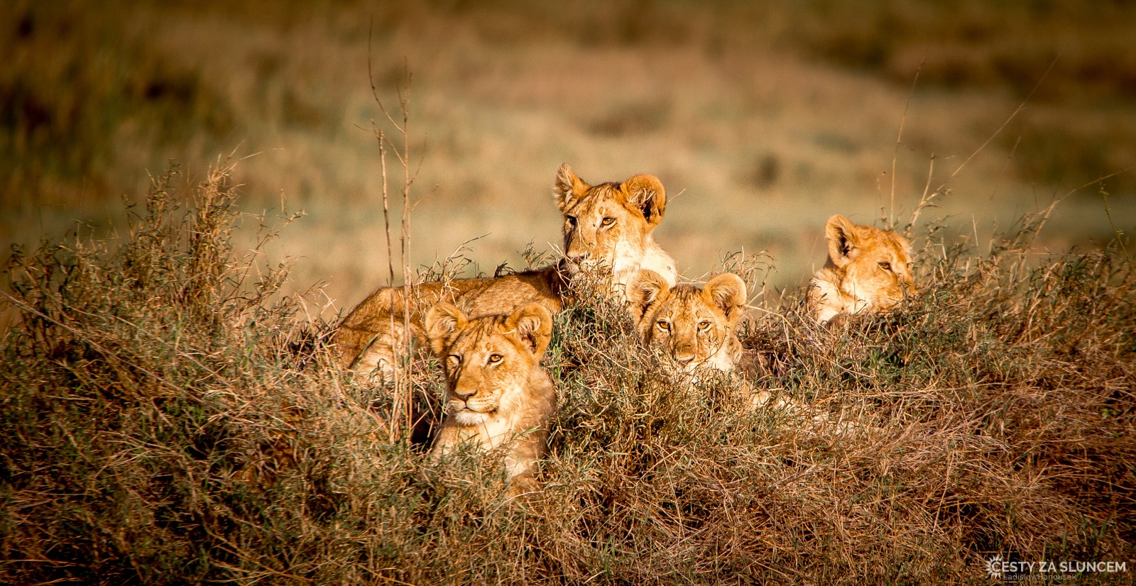 Serengeti National Park - Ladislav Hanousek, Serengeti National Park