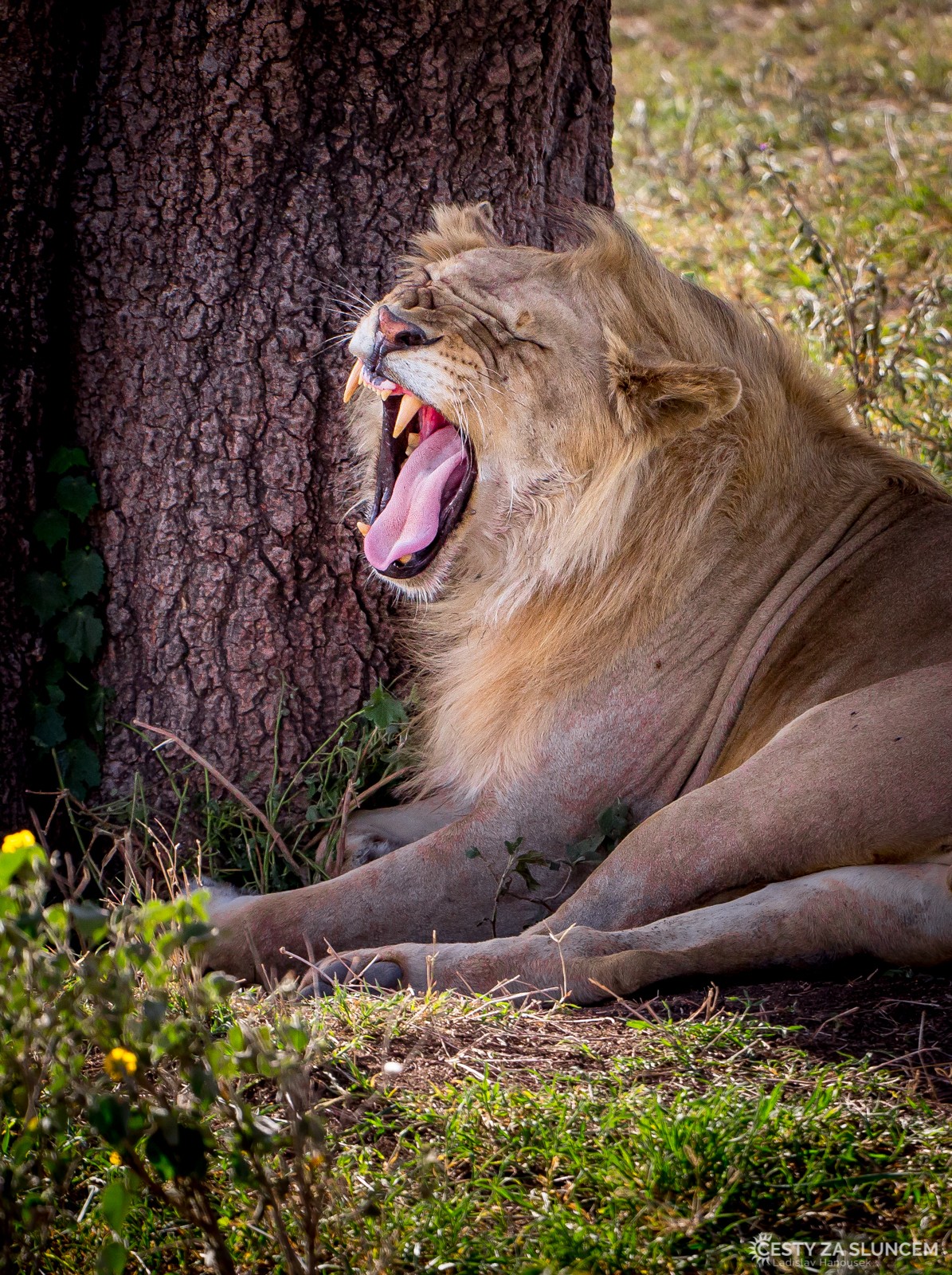 Serengeti National Park - Ladislav Hanousek, Serengeti National Park