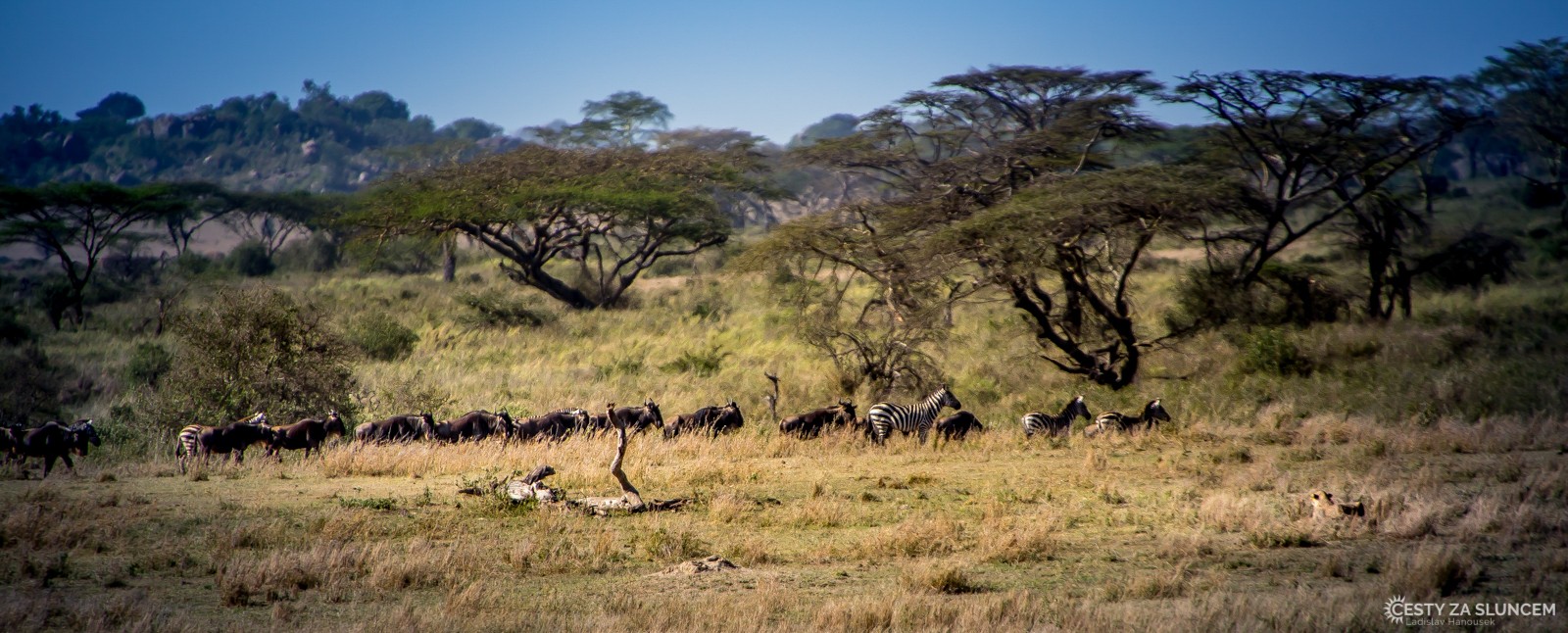 Serengeti: Leopard se připravuje na útok na zebry - Ladislav Hanousek, Serengeti National Park