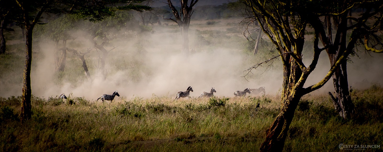 Serengeti: Zebry prchají před leopardem. Tentokrát se lov nepodařil... - Ladislav Hanousek, Serengeti National Park