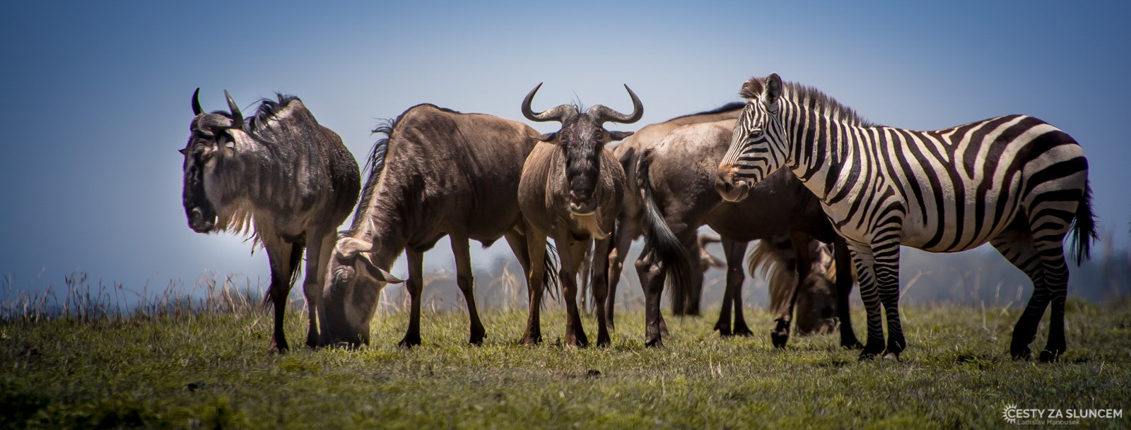 Pakoně a zebry stepní, to je na savanách rovníkové Afriky nerozlučná dvojice. - Ladislav Hanousek, Serengeti National Park