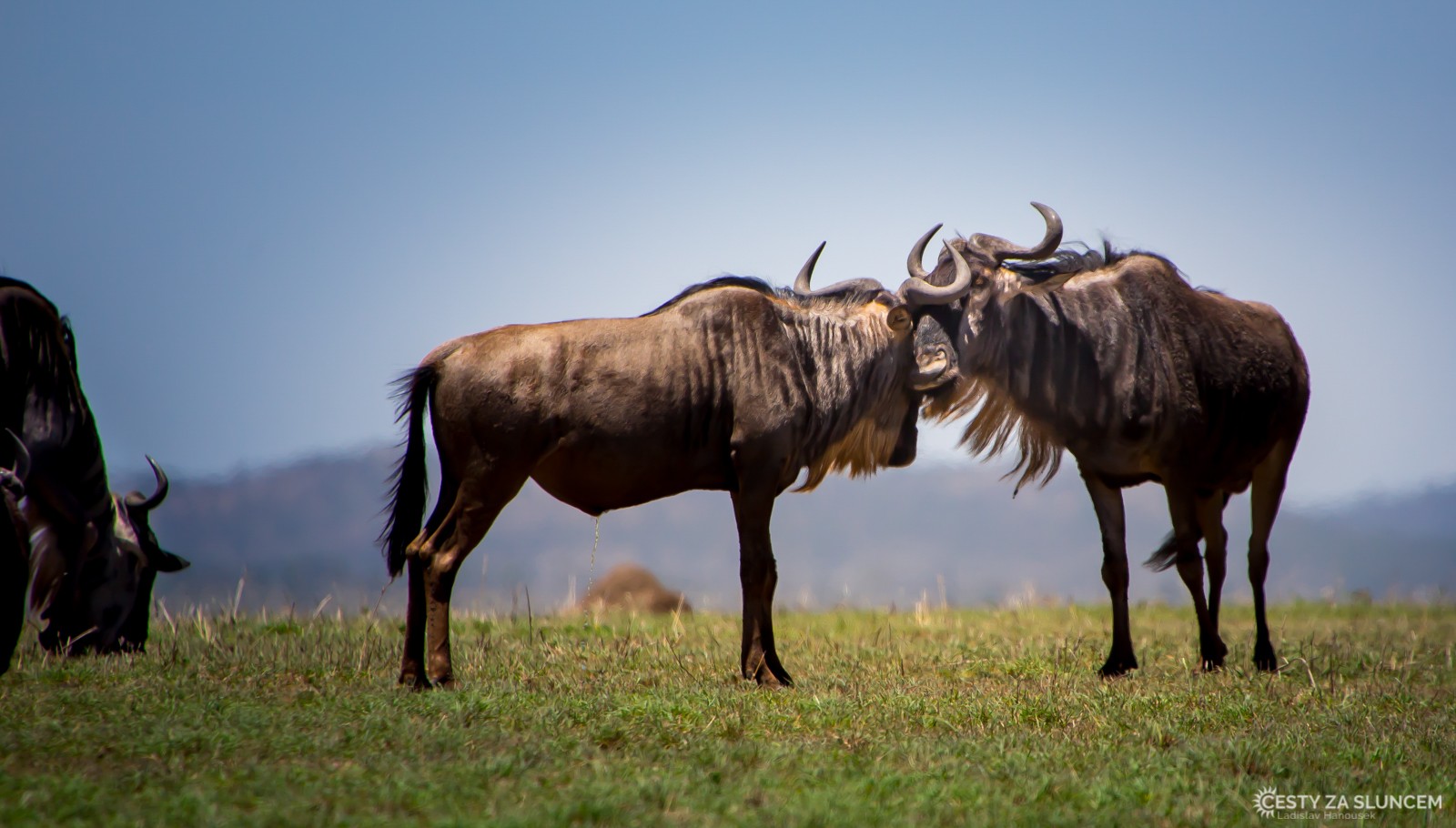 Serengeti National Park - Ladislav Hanousek, Serengeti National Park