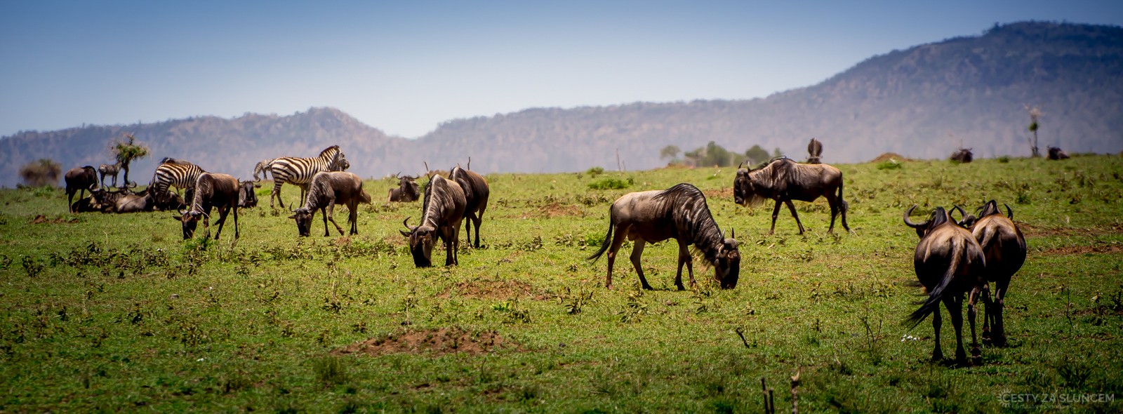 Serengeti National Park - Ladislav Hanousek, Serengeti National Park