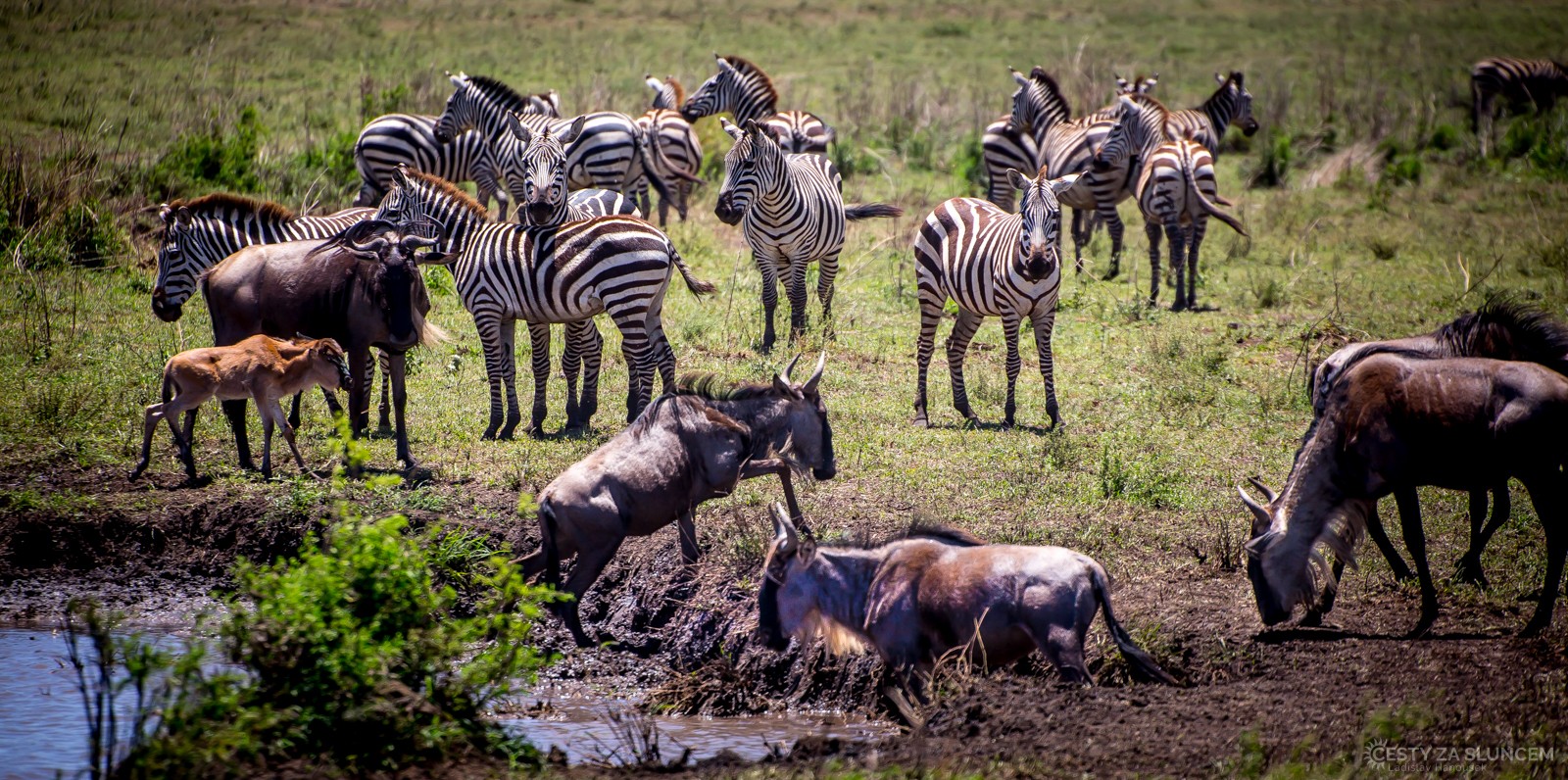 Serengeti National Park - Ladislav Hanousek, Serengeti National Park