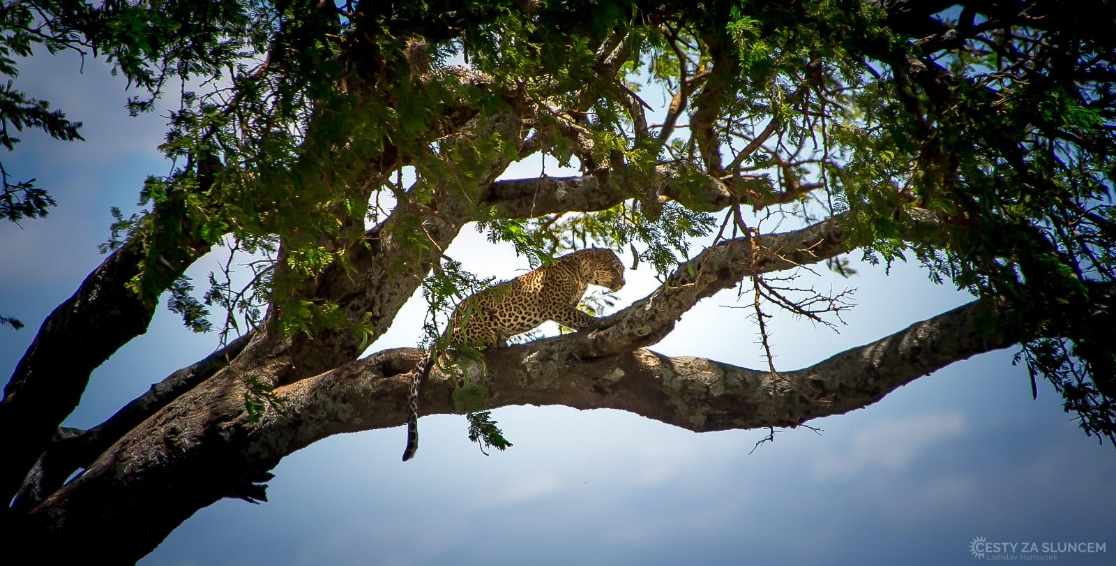 Serengeti National Park - Ladislav Hanousek, Serengeti National Park