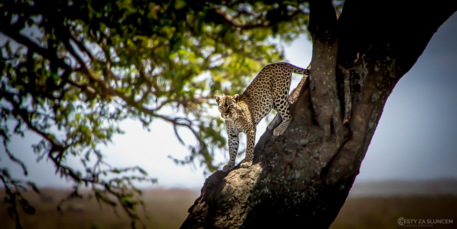 Serengeti National Park - Ladislav Hanousek, Serengeti National Park